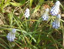 muscari Valerie Finnis