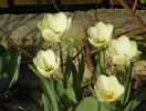 lalele Purissima
