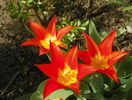 lalele Synaeda Orange