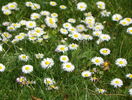 bellis perennis