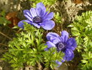 anemone Lord Lieutenant