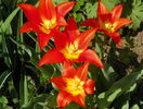 lalele Synaeda Orange