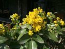 Floare de MAHONIA