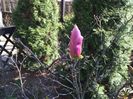 Magnolia mea. 2 infloriri/ an