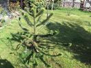 Araucaria Araucana