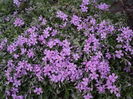 DSC03250