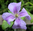 clematis viticella Emilia Plater