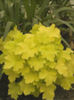 Heuchera_Citronelle