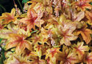 heucherella brass lantern