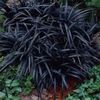 ophiopogon planiscarpus nigrescens