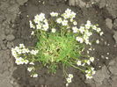 saxifraga