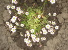 saxifraga