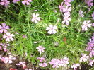 phlox sabulata