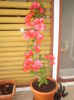 bougainvillea