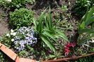 Phlox subulata