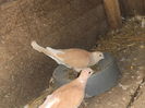 DSCF7796