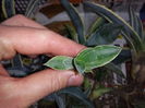 Agave desmetiana variegata dwarf