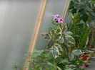 DSCN4203
