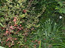 DSCN4242