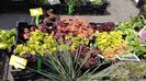 Romexpo, plante stand Anthesis