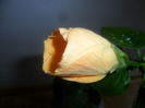 SAM_2201