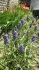 muscari