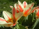 Tulipa Quebec (2016, April 01)
