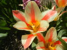 Tulipa Quebec (2016, April 01)