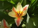 Tulipa Quebec (2016, April 01)
