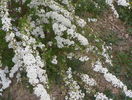 spiraea Grefsheim