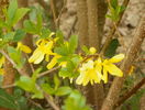 forsythia intermedia