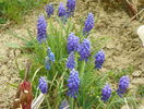 muscari