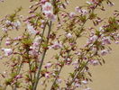 prunus incisa Oshidori