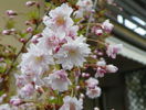 prunus incisa Oshidori