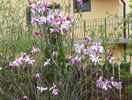 magnolia Susan