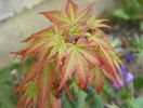 acer palmatum Sango-kaku