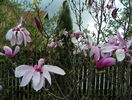 magnolia Susan
