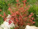 spiraea Firelight