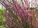 prunus triloba