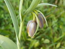 fritillaria Uva Vulpis