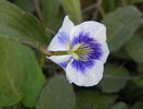 viola sororia priceana