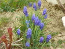 muscari