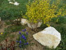physocarpus Darts Gold