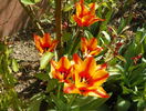 tulioa greigii Engadin