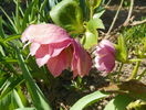 helleborus Double Ellen Pink