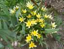 tulipa tarda