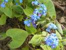brunnera macrophylla