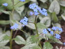 brunnera Silver Wings