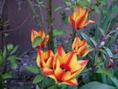 tulipa greigii Engadin