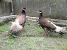 FB_IMG_1460228464389
